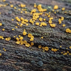 Orbilia xanthostigma