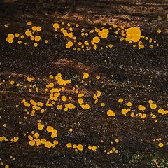 Orbilia xanthostigma