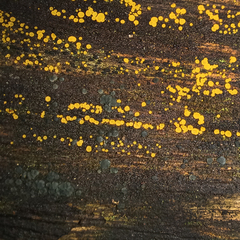 Orbilia xanthostigma