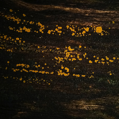 Orbilia xanthostigma