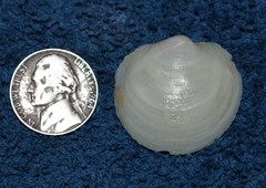 Anodontia alba