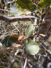 Andricus reticulatus