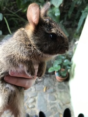 Sylvilagus gabbi