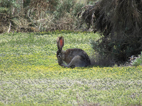 Black-tailed Jackrabbit photographed in Idaho