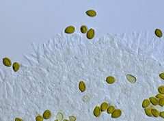 Psilocybe tampanensis