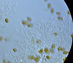 Psilocybe tampanensis