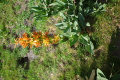 Gentiana lutea aurantiaca