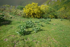 Gentiana lutea aurantiaca