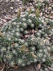 Escobaria missouriensis