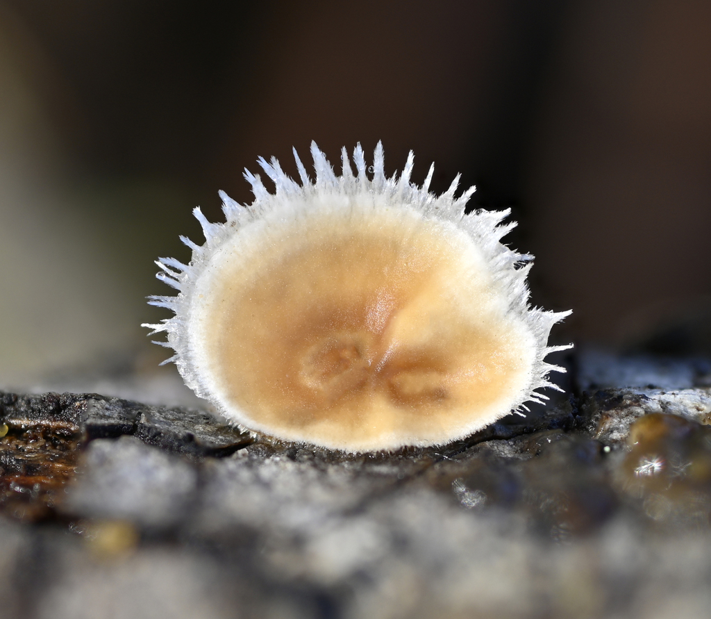 Stereaceae