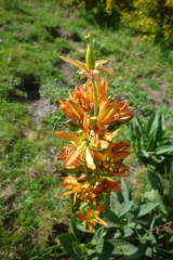 Gentiana lutea aurantiaca