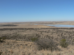 Searsia pyroides pyroides