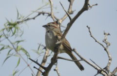 Rhynchospiza strigiceps