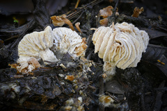Hypomyces tubariicola