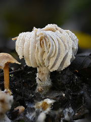 Hypomyces tubariicola