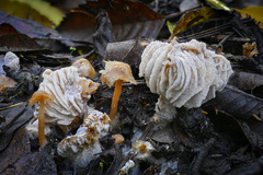 Hypomyces tubariicola
