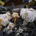 Hypomyces tubariicola - Photo (c) Alan Rockefeller, some rights reserved (CC BY), uploaded by Alan Rockefeller