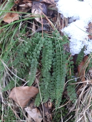 Asplenium viride image