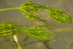 Charophyceae