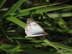 Lymanopoda nevada