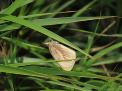 Lymanopoda nevada