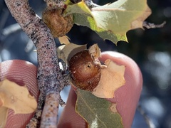Andricus reticulatus