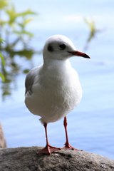 Chroicocephalus ridibundus