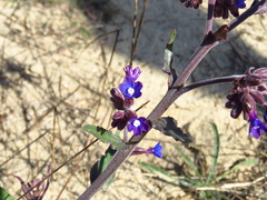 Anchusa undulata