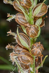 Cyclopogon miradorensis