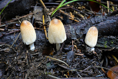 Coprinellus radians