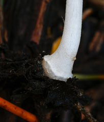 Coprinellus radians