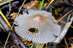 Coprinellus radians