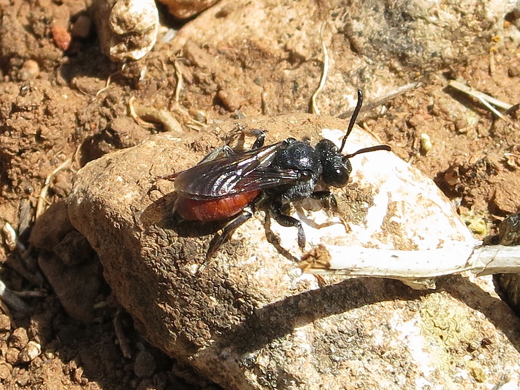 Euphileremus