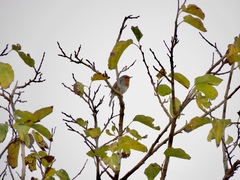 Erithacus rubecula