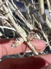 Rhopalomyia ericameriae
