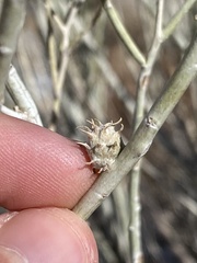 Rhopalomyia utahensis