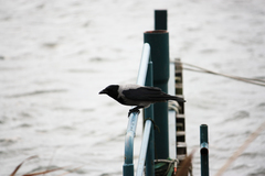 Corvus cornix