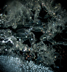 Coprinellus bipellis