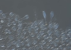 Coprinellus bipellis