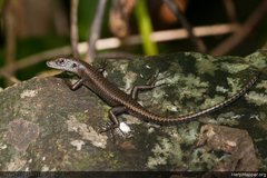 Emoia nigra
