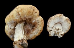 Coprinellus bipellis