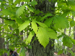 Quercus crispula