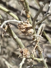 Rhopalomyia utahensis