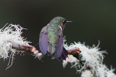 Selasphorus flammula
