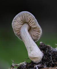 Pluteus thomsonii