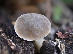 Pluteus thomsonii