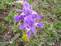 Iris collettii