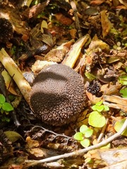 Lycoperdon compactum
