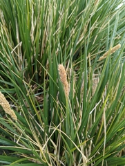 Poa flabellata