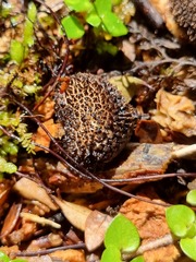 Lycoperdon compactum